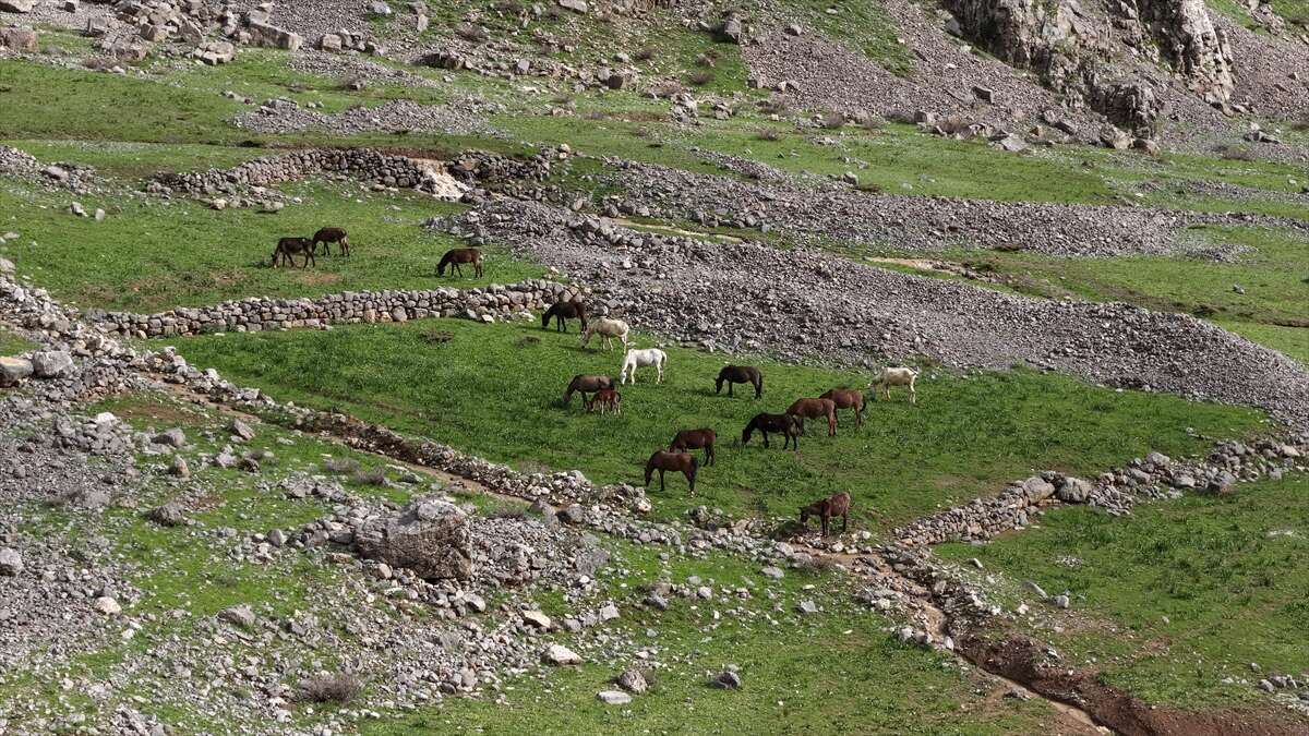 Beyazsu Yaylası’nda kartpostallık görüntü! Yılkı atları dronla görüntülendi 2
